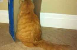 Funny Interesting Cats