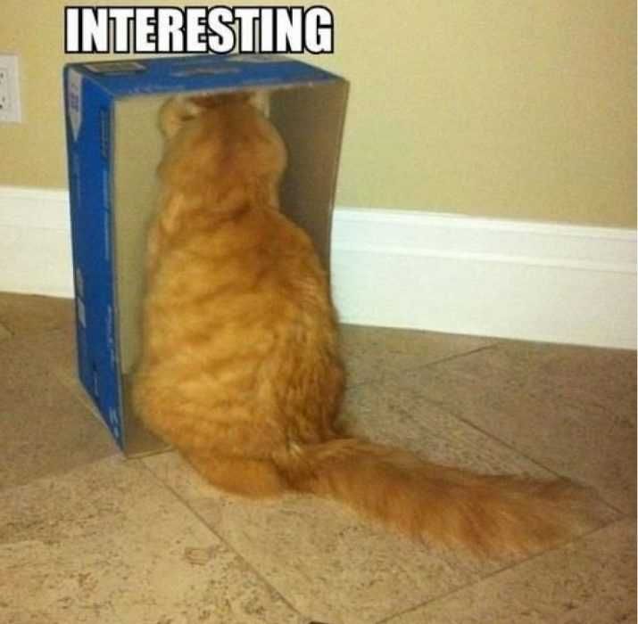 Funny Interesting Cats
