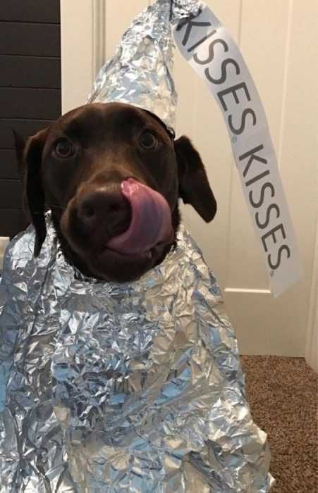 Funny Kisses Kisses
