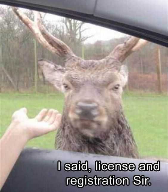 Funny License Registration