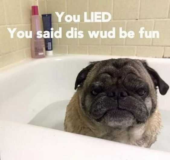 30 Funny Dog And Animal Pictures We Just Had To Unleash