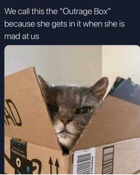 Funny Mad