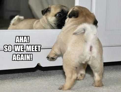 Funny Meet Again