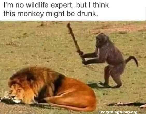 Funny Monkey Lion