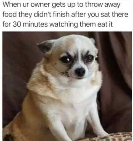 Funny Owner 30 Minute