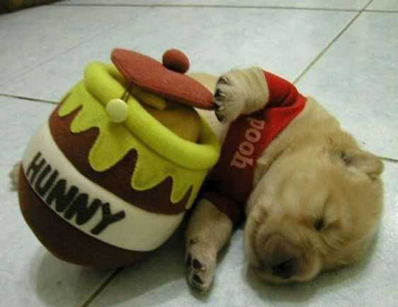 Funny Pooh Costume
