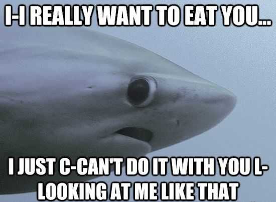 Funny Shy Shark