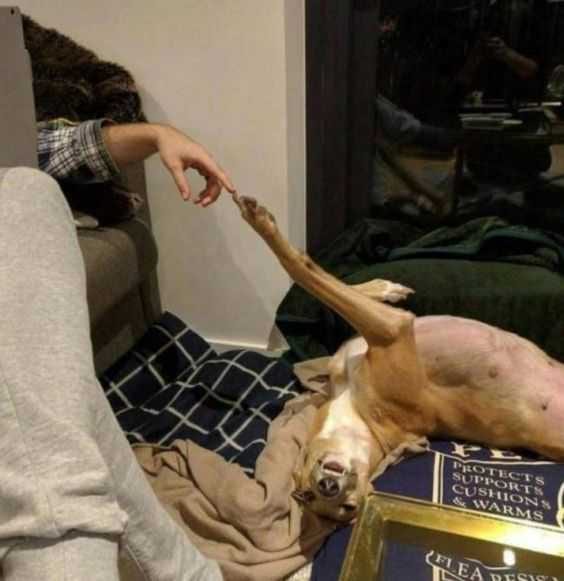Funny Sleep Peach