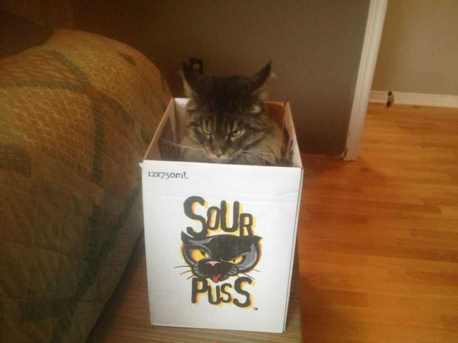 Funny Sourpuss