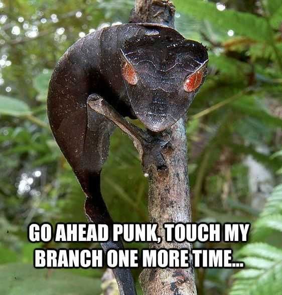 Funny Touch Branch