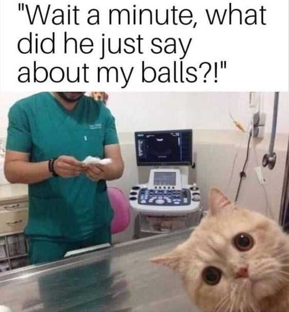 Funny What Did He Say