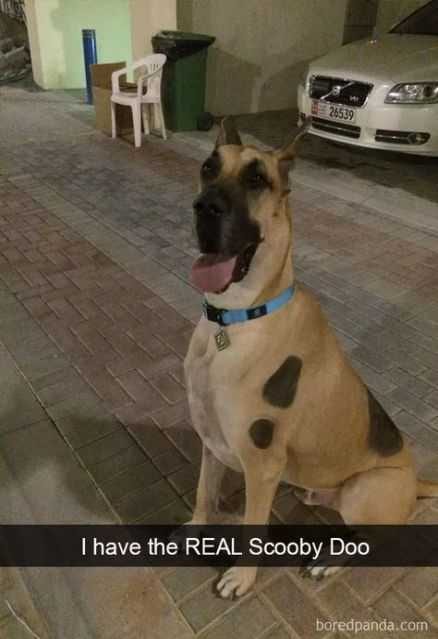 Funy Scooby Doo