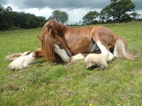 Horse Equine Sleep