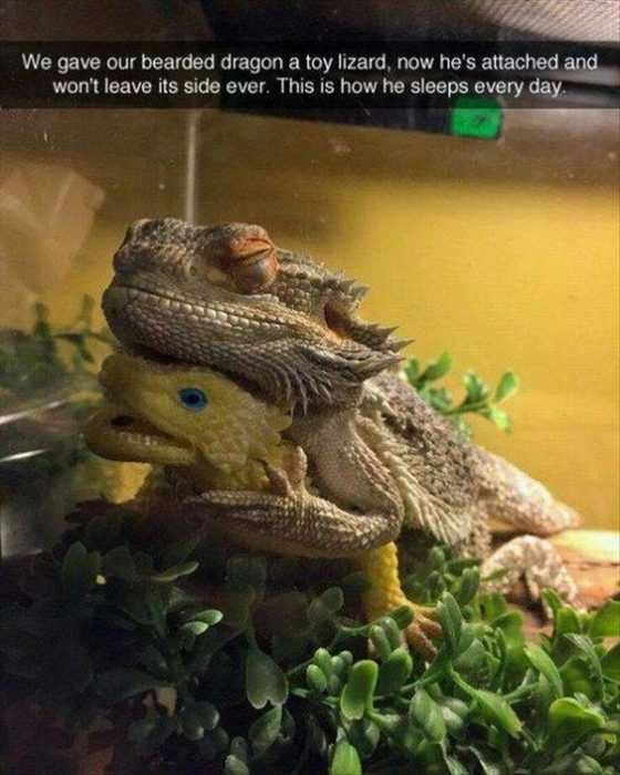 Lizard Sleep