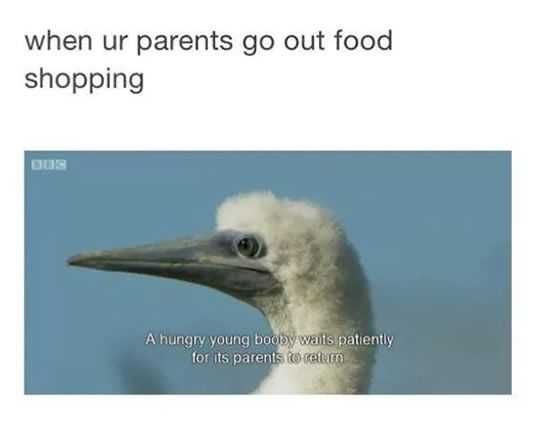 Meme Hungry Waits