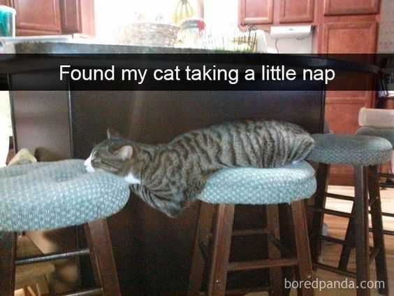 Sleep Cat Taking Nap