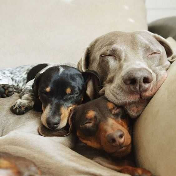 Sleep Pile