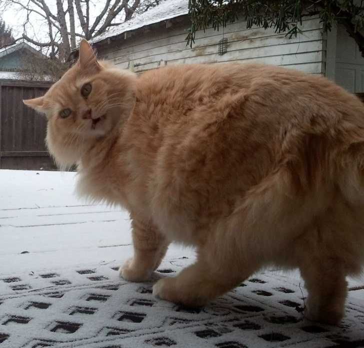 Funny Cat Snow Paw