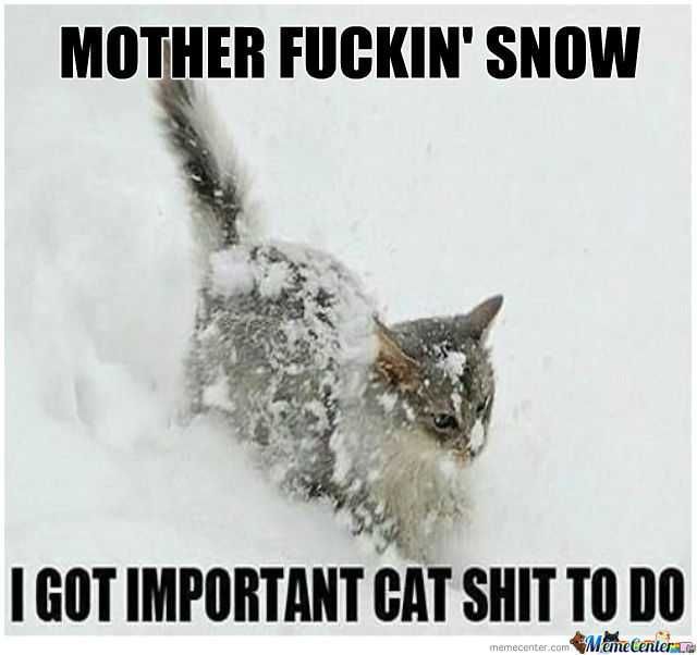 Funny Cat Stuff