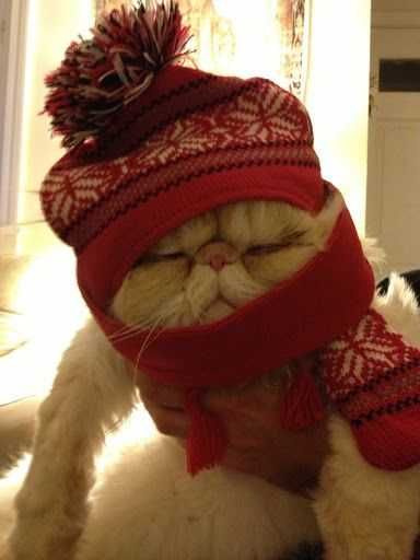 Funny Cold Sweater