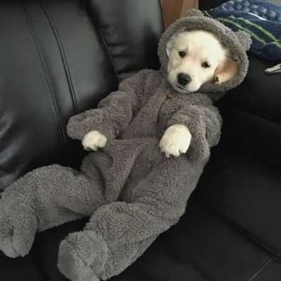 Funny Dog Onesie
