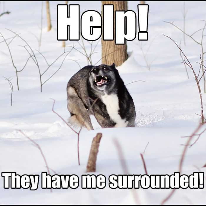 Funny Help Me Surrounded
