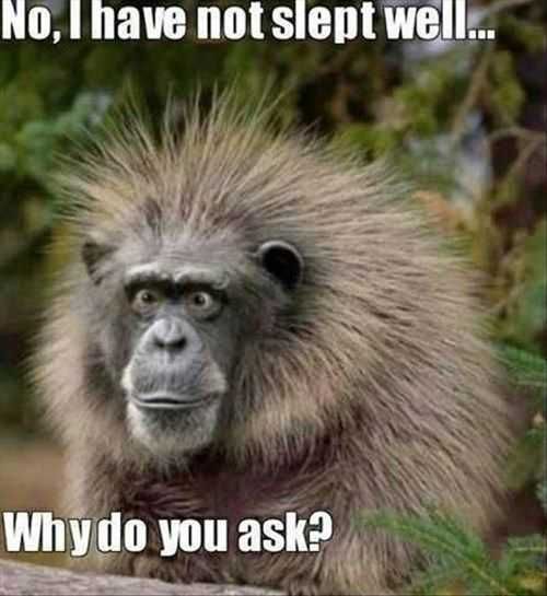 Funny Slept Well