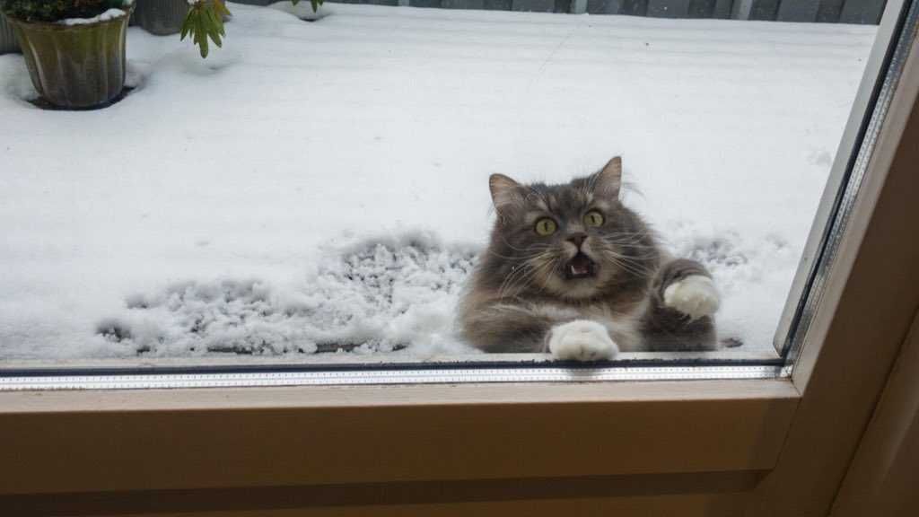 Funny Snow Calls Me