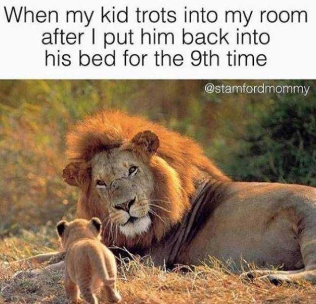 Funny Trotback