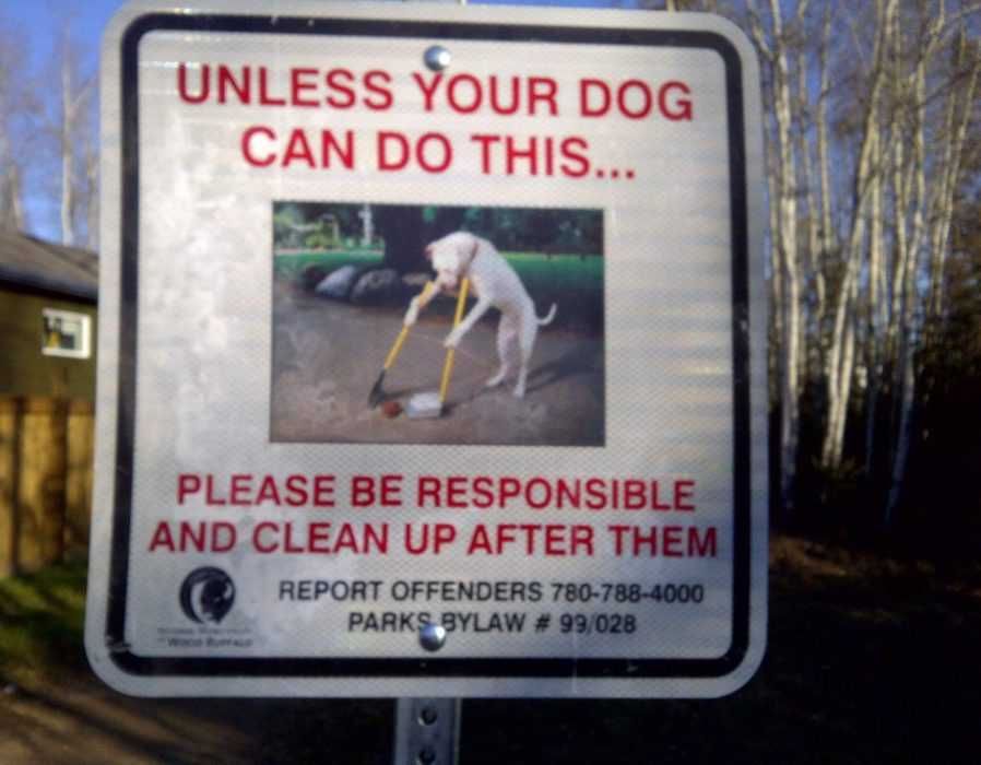 Funny Unless Dog