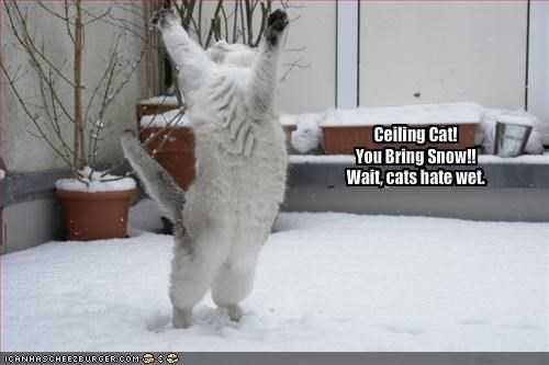 Funny Wait Cats