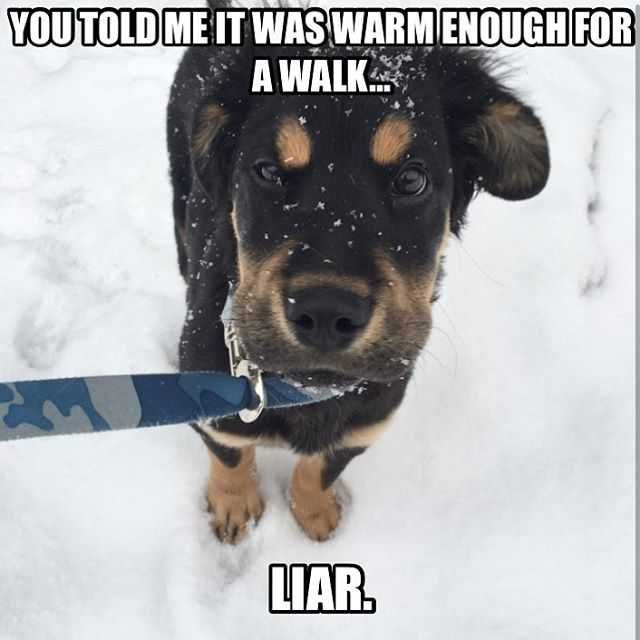 Funny Warm Walk