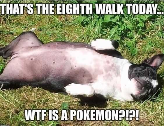 Funny Wt Pokemon