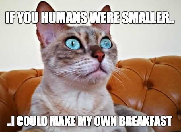 Pet Breakfast