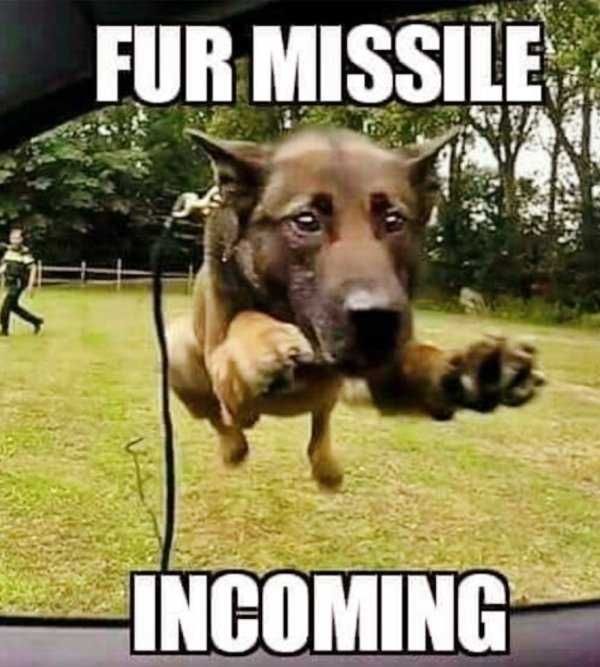 Pet Missle