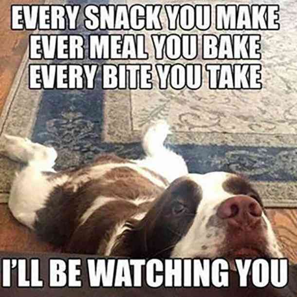 Pet Watchingyou
