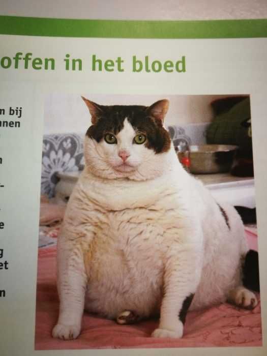 Funny-Absolute-Unit Funny Absolute Unit