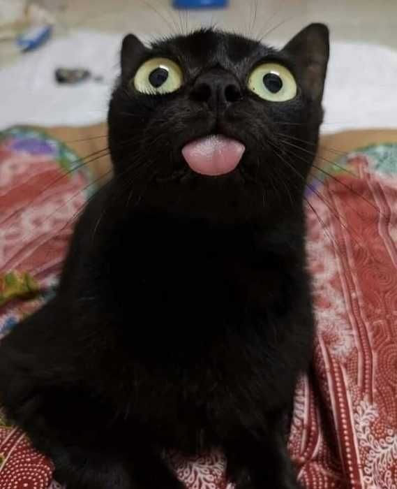 Funny-Black-Cat-Blep Funny Black Cat Blep