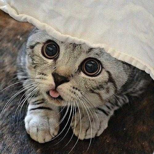 Funny-Blep-Peek Funny Blep Peek
