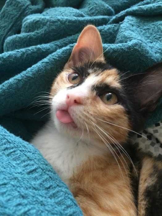 Funny-Calico-Bleps Funny Calico Bleps