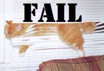 Funny-Cat-Blinds-Orange Funny Cat Blinds Orange