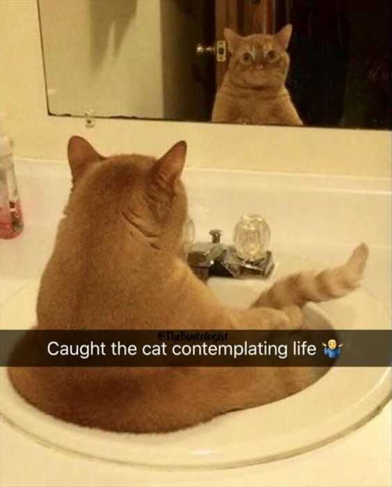 Funny-Cat-Mirror Funny Cat Mirror