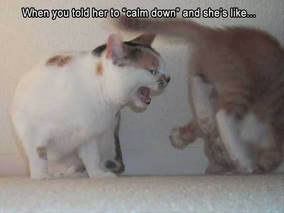 Funny-Cat-Rawr Funny Cat Rawr