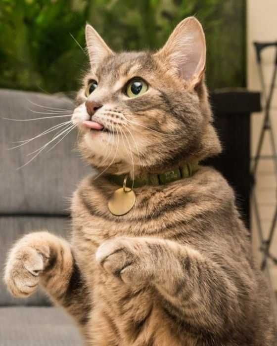Funny-Cat-With-Blep Funny Cat With Blep