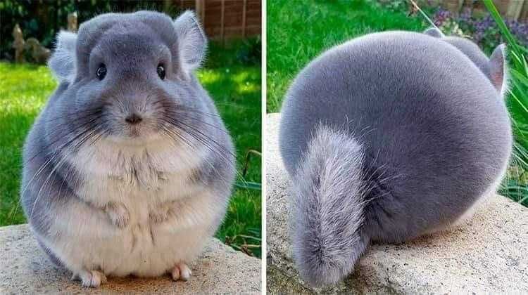 Funny-Chonk-Tai Funny Chonk Tai