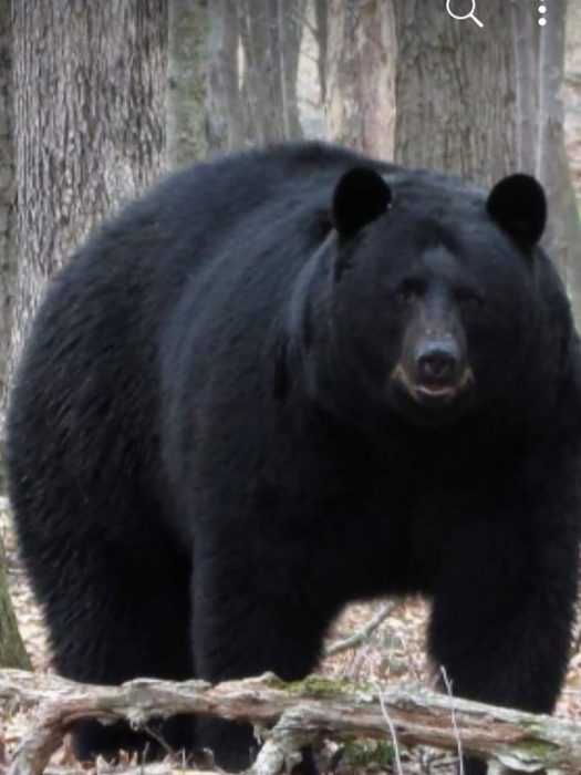 Funny-Chonkey-Bear Funny Chonkey Bear