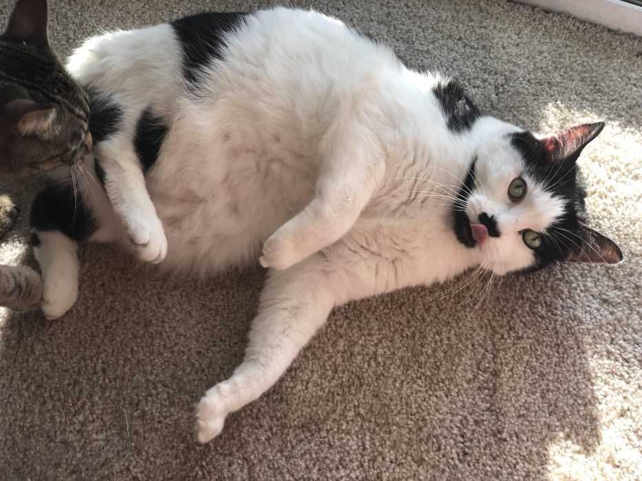 Funny-Chonky-Blep Funny Chonky Blep 1