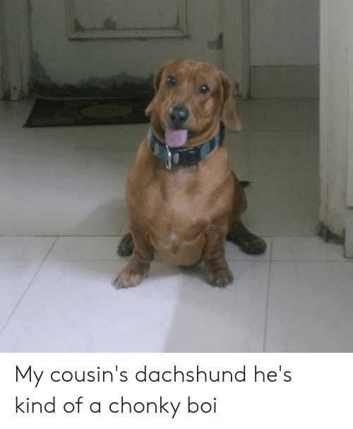 Funny-Chonky-Doxie Funny Chonky