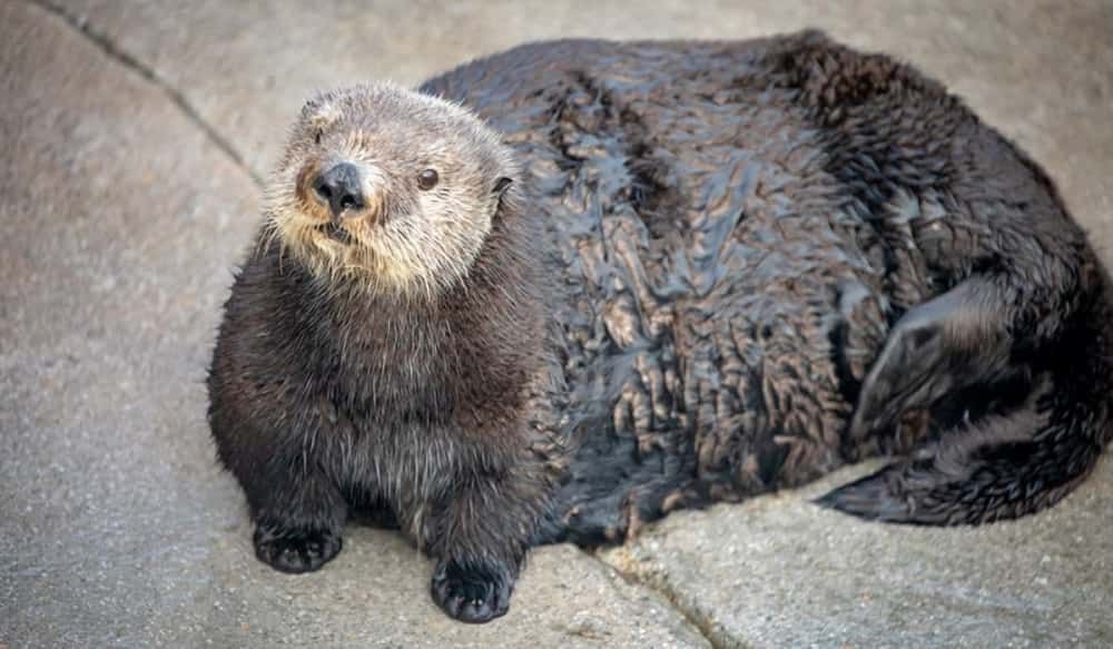 Funny-Chonky-Otter Funny Chonky Otter