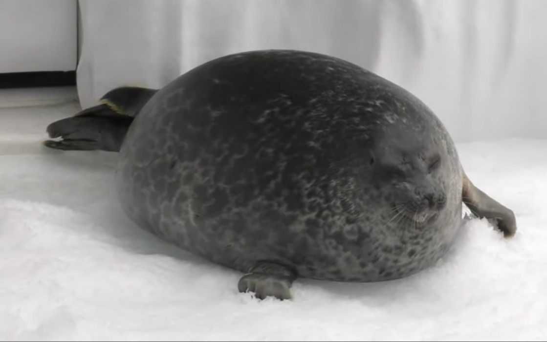 Funny-Chonky-Seal Funny Chonky Seal